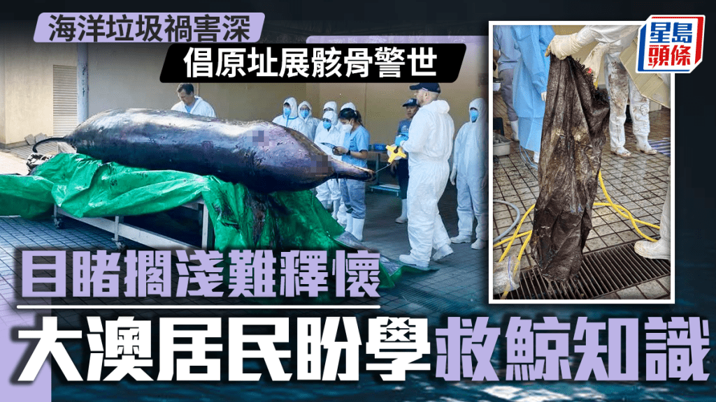 去年11月底，1條瘦弱喙鯨於大澳擱淺死亡，有居民自發落海拯救。