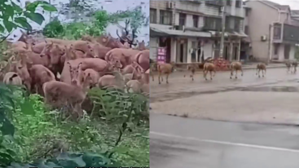 湖南暴雨致洞庭湖水漲棲息地被淹，麋鹿群上岸避洪水，街頭狂奔。