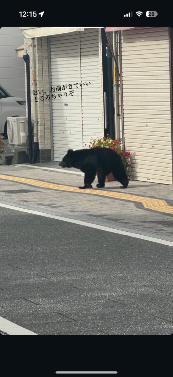 岩手縣宮古市街頭突有黑熊在出沒。X@Gt8VUlzRG7buafO 岩手縣宮古市街頭突有黑熊在出沒。X@Gt8VUlzRG7buafO