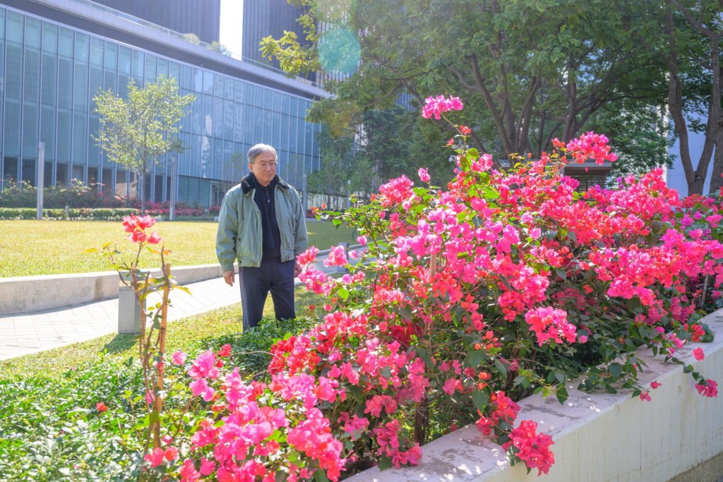 現時園區種植了80棵紫花風鈴木和1000棵簕杜鵑。圖為簕杜鵑。卓永興FB圖片 現時園區種植了80棵紫花風鈴木和1000棵簕杜鵑。圖為簕杜鵑。卓永興FB圖片