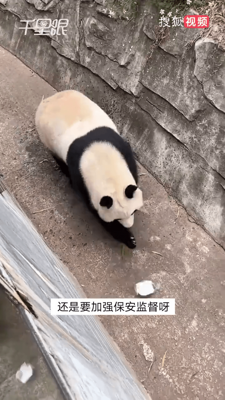 大熊猫雅一还用爪子玩弄饮料瓶。