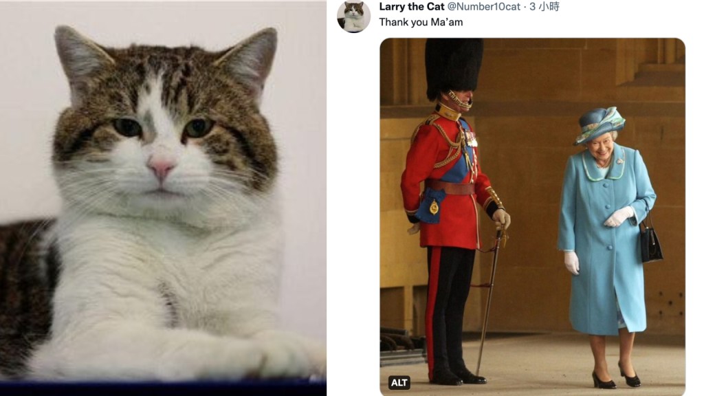 英女皇離世｜英國首席捕鼠大臣Larry「發文」向女皇道謝：Thank you Ma’am