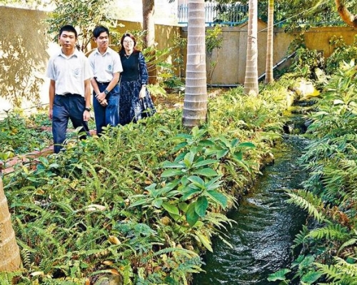 學生在校舍地下的「綠茵花園」收集千足蟲,供中文大學研究。