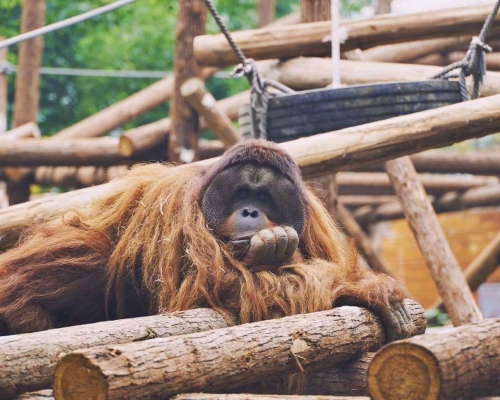 「樂申」是內地首隻人工繁殖的紅毛猩猩。網圖