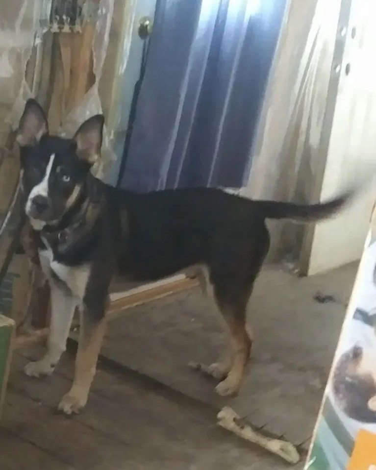 5歲的雪橇犬與比特鬥牛㹴混種Chomp,事後遭安樂死。Facebook 5歲的雪橇犬與比特鬥牛㹴混種Chomp,事後遭安樂死。Facebook