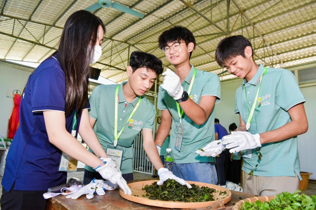 学生可体验农耕文化，了解簕菜茶的制作过程。