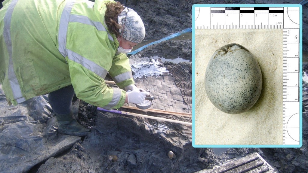 英國考古學家發現1700年前的蛋，內裡仍有蛋液。(Oxford Archaeology@X)