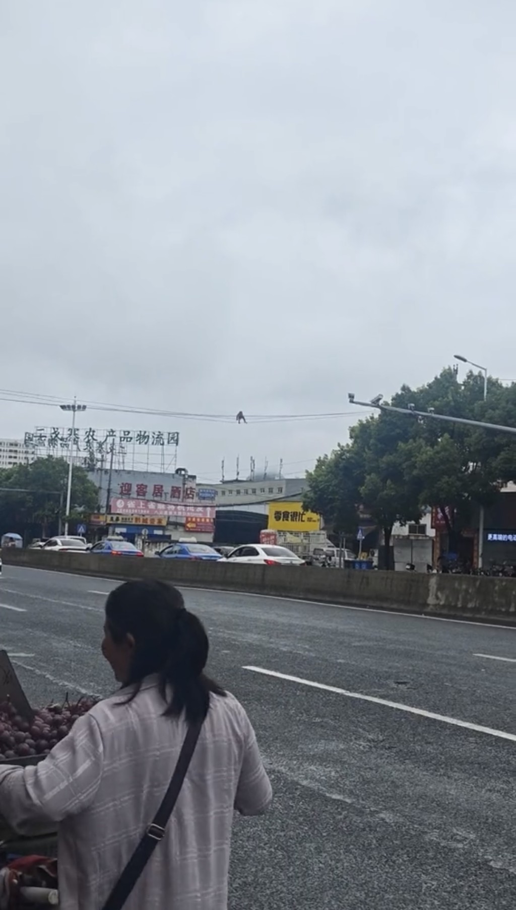 貴陽街頭驚現馬騮高空走電線。抖音@咕科科