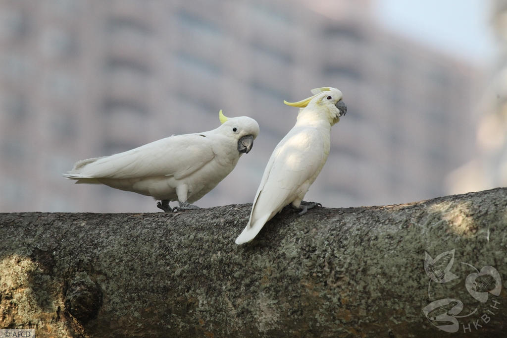 小葵花鳳頭鸚鵡。「香港生物多樣性資訊站」網頁圖片