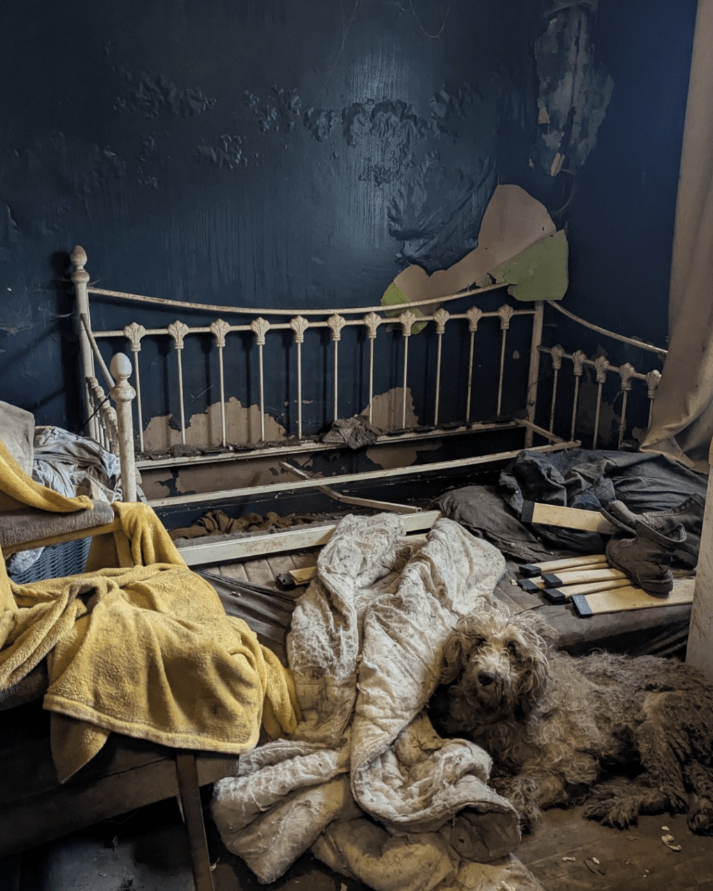 这些宠物犬大多毛发严重打结、浑身沾满污垢,不少更患有皮肤溃烂,令人心酸。 这些宠物犬大多毛发严重打结、浑身沾满污垢,不少更患有皮肤溃烂,令人心酸。