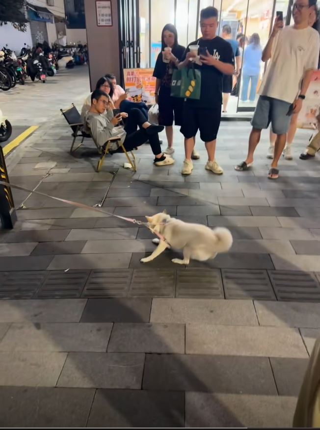 糖糖在十全街頗有人氣，是知名的為食狗。抖音