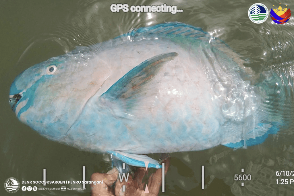 大量海洋生物屍體被發現橫陳於裸露的海床上。X@cebudailynews 大量海洋生物屍體被發現橫陳於裸露的海床上。X@cebudailynews