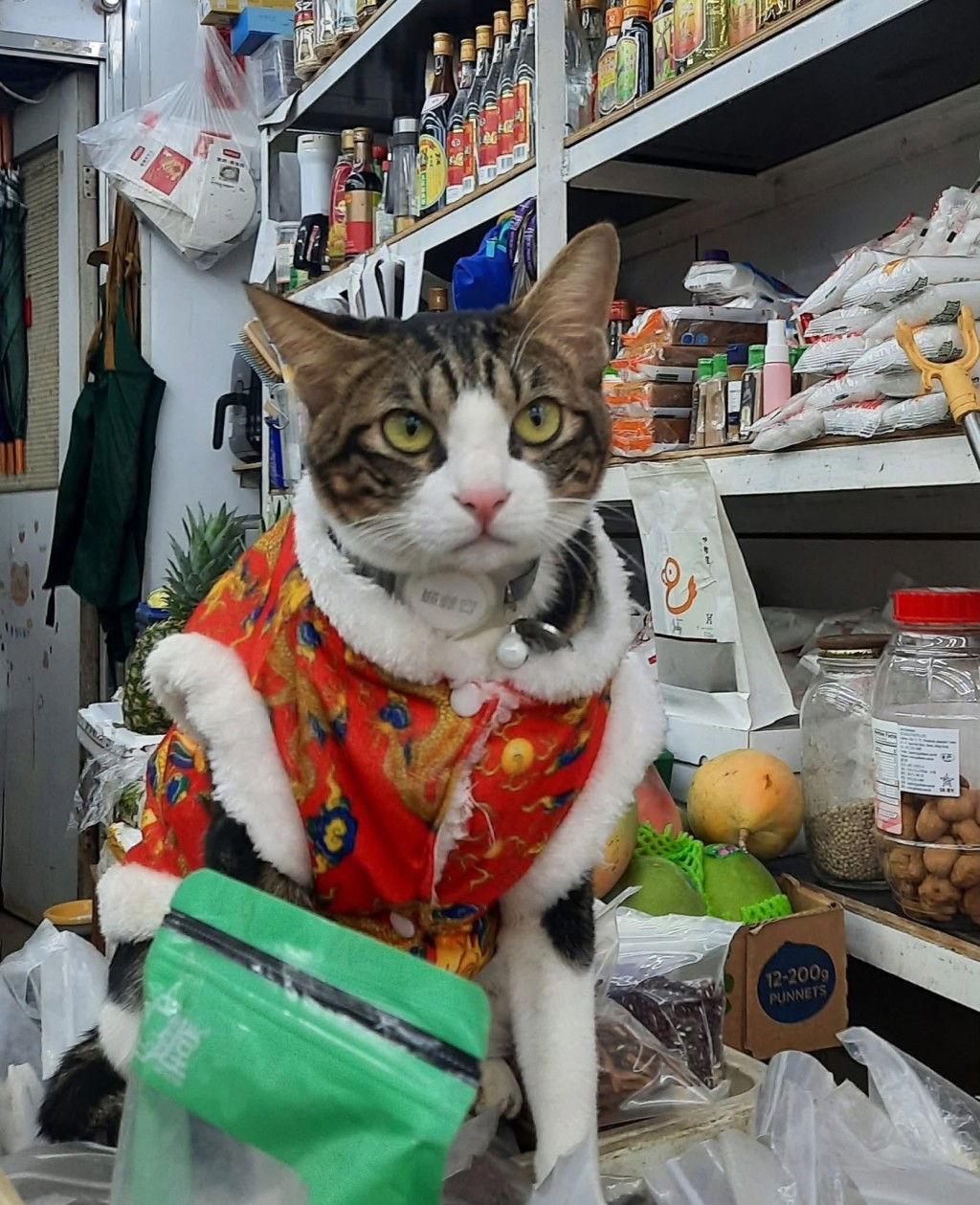 貓店長「蒜頭」昔日照片。 貓店長「蒜頭」昔日照片。