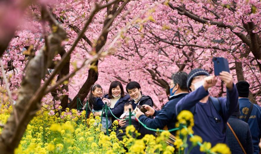 每逢櫻花綻放季節，日本民眾都外出賞櫻。（新華社）