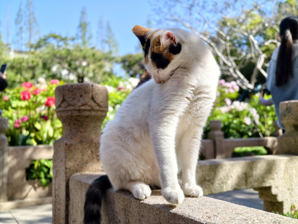 貓咪的身體有很多特點，我們可以從STEAM角度分析。新華社圖片