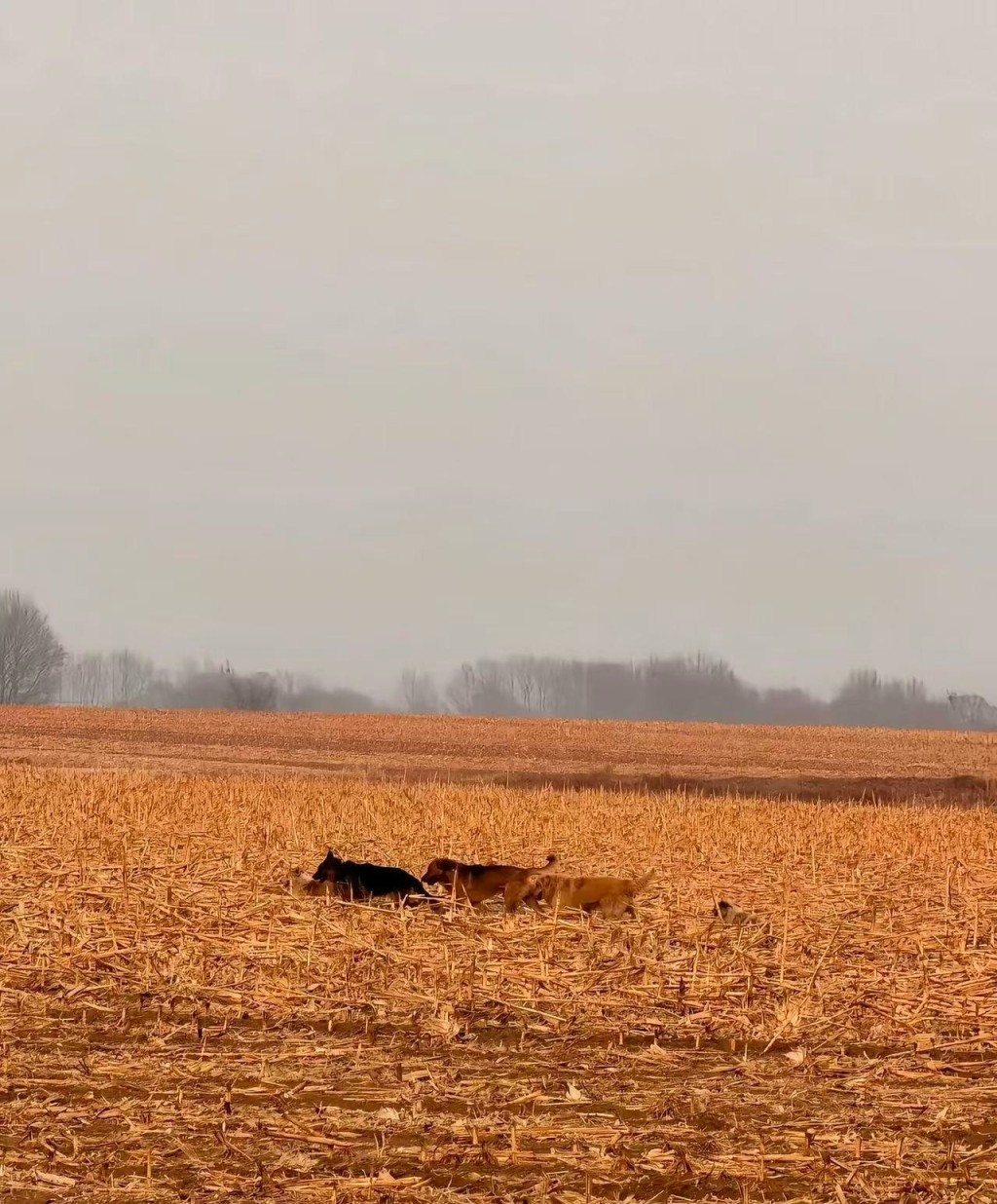 同村7犬成功逃生，结伴步行17公里回家。抖音@莉娜因巴斯