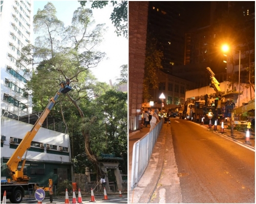 發展局指,巴士駛經般咸道現場路段時已很困難,難設大鐵架支撐病樹。