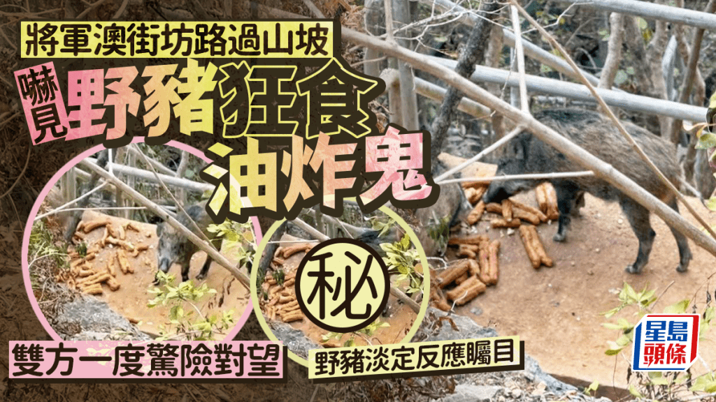 野豬狂食油炸鬼 將軍澳街坊路過山坡 雙方一度驚險對望 大膽野豬淡定反應矚目｜Juicy叮