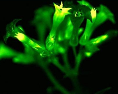 《阿凡达》成真，科学家研究出让植物发光的方法。(网图)