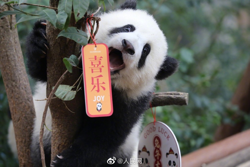 成都大熊猫繁育研究基地内一派喜气洋洋。人民网微博图