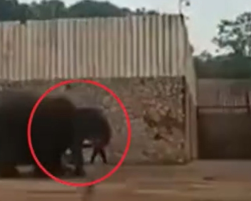 大象在用脚踩饲养员。网图