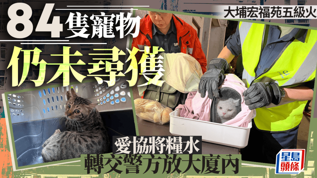 宏福苑五級火｜84隻寵物仍未尋獲 愛協今放糧水於大廈內：探討一切可行方案