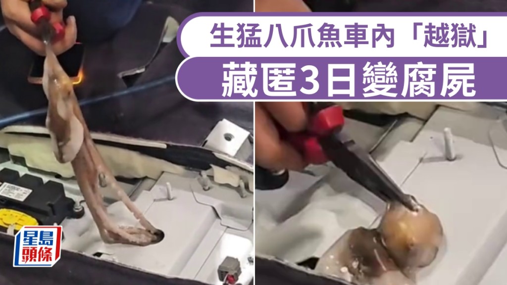 生猛八爪魚車內「越獄」，藏匿三日變腐屍惡臭熏天。