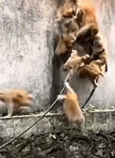 大批猴子往山下跑去。Bilibili@河南公共頻道