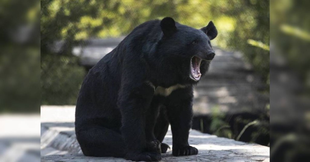 日本近期熊患嚴重，多地頻繁傳出野熊襲擊事件。美聯社