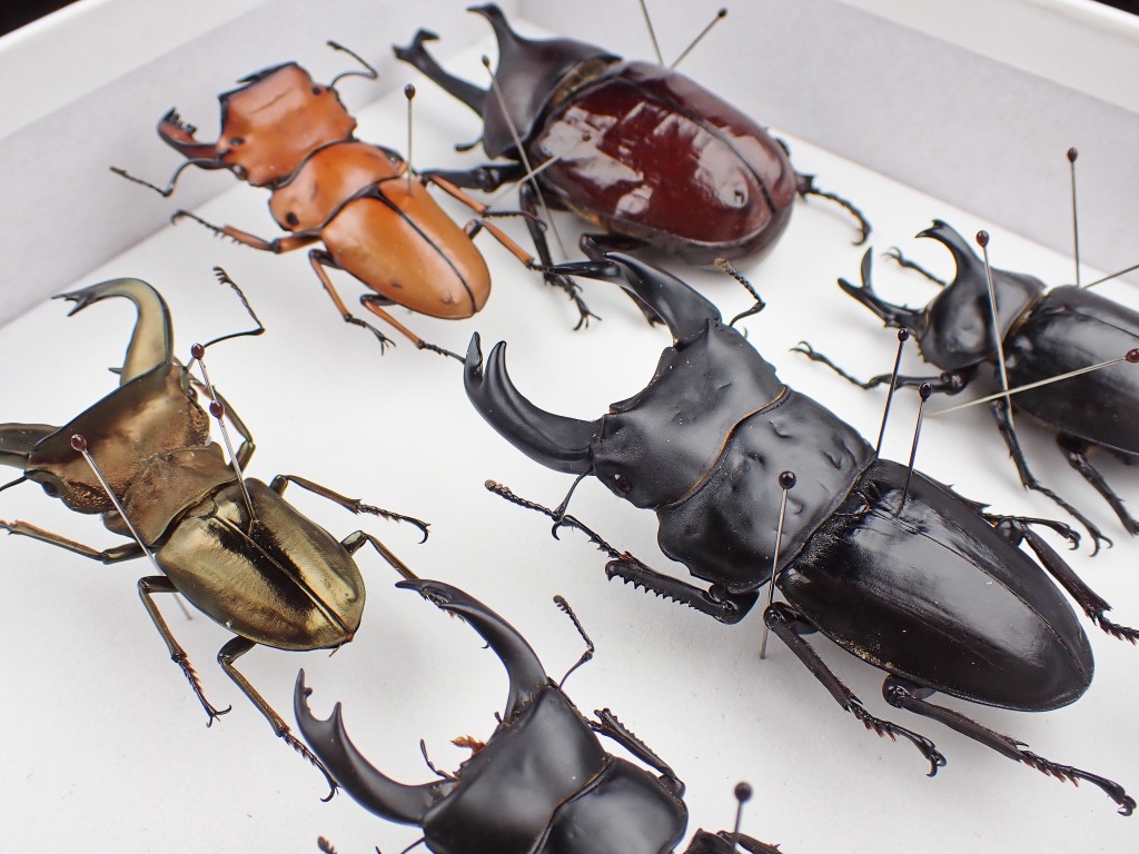 認識常見甲蟲種類（鍬形蟲、大兜蟲、花金龜、竹節蟲等）， 了解其習性和生態角色。（圖片來源：My Mini Zoo）