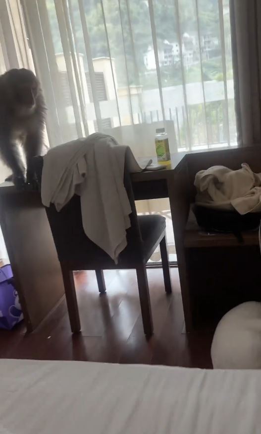 重庆有酒店房客遭猴子闯入。