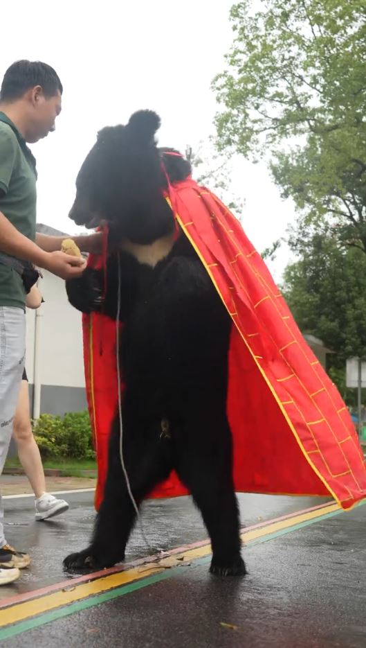 披著袈裟的黑熊能直立長距離行走，惹來人扮質疑。抖音