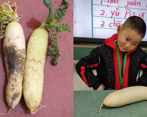 四川小學進行了一項「蘿蔔實驗」。　微博圖片