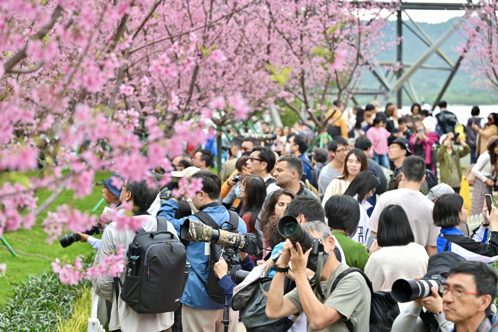 早前東涌櫻花園內多棵櫻花樹綻放吸引不少龍友影相。資料圖片