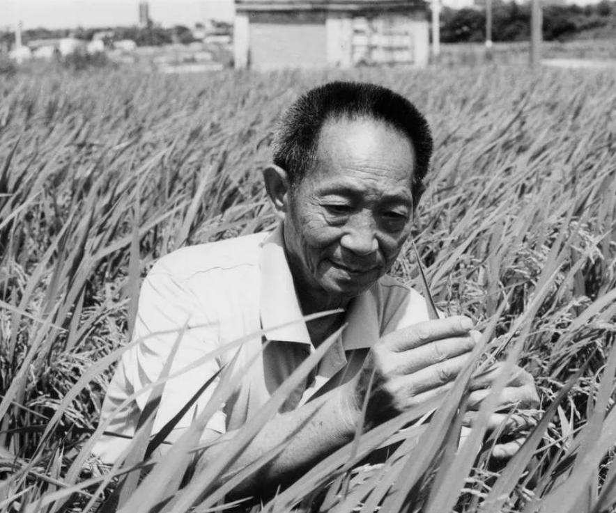 「雜交水稻之父」袁隆平。