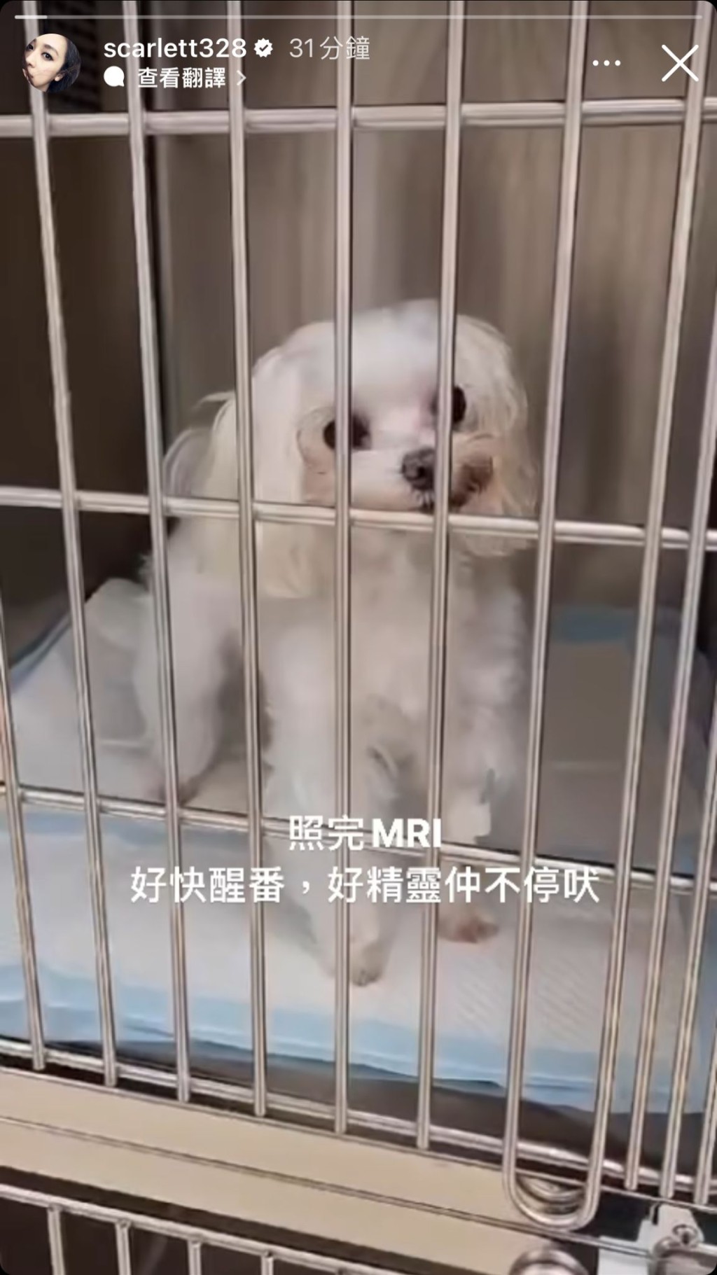 黃心美日前在IG Story貼出愛犬照，並寫道︰「照完MRI（磁力共振掃描），好快醒番，好精靈仲不停吠。」