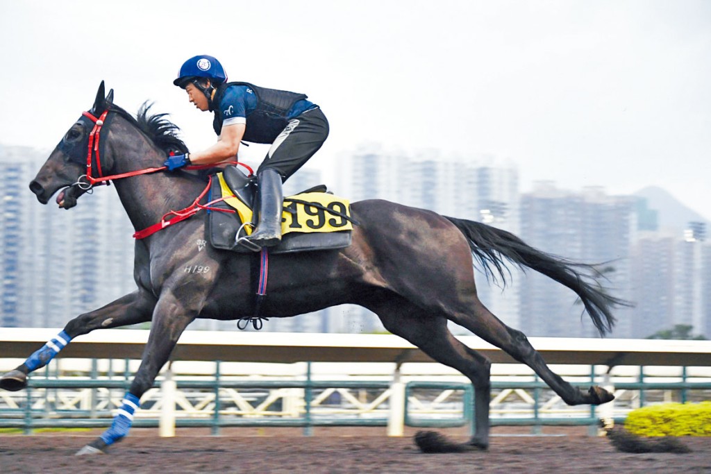 「勁無敵」近日試來火旺力足，狀態保持大勇。 