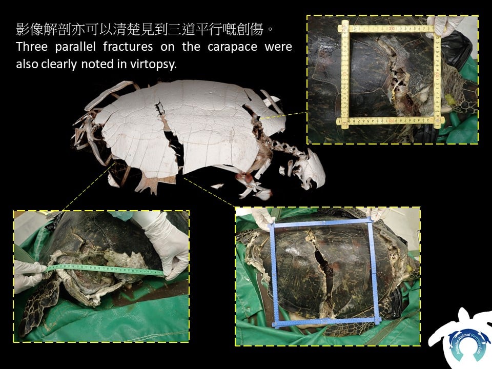 海洋動物影像解剖研究組FB圖片