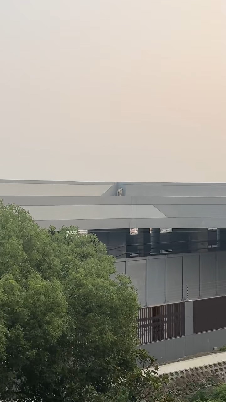 小狗被指已被困江蘇8號線車坊站附近的檢修站頂兩天。抖音@思前想厚