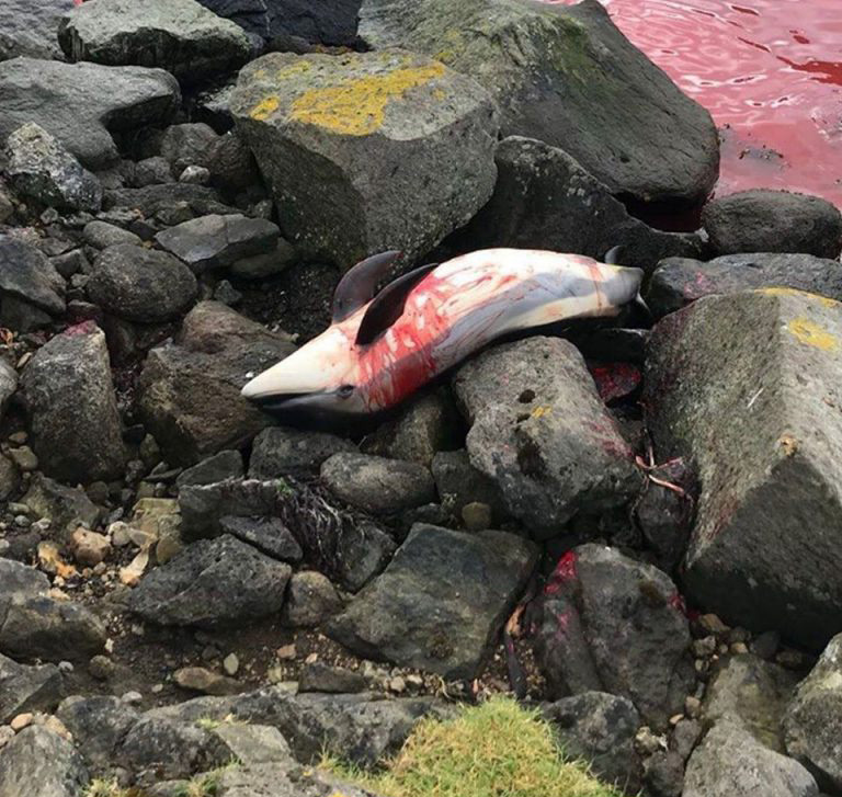 丹麥有萬條鯨豚伏屍沙灘。 SEA SHEPHERD圖