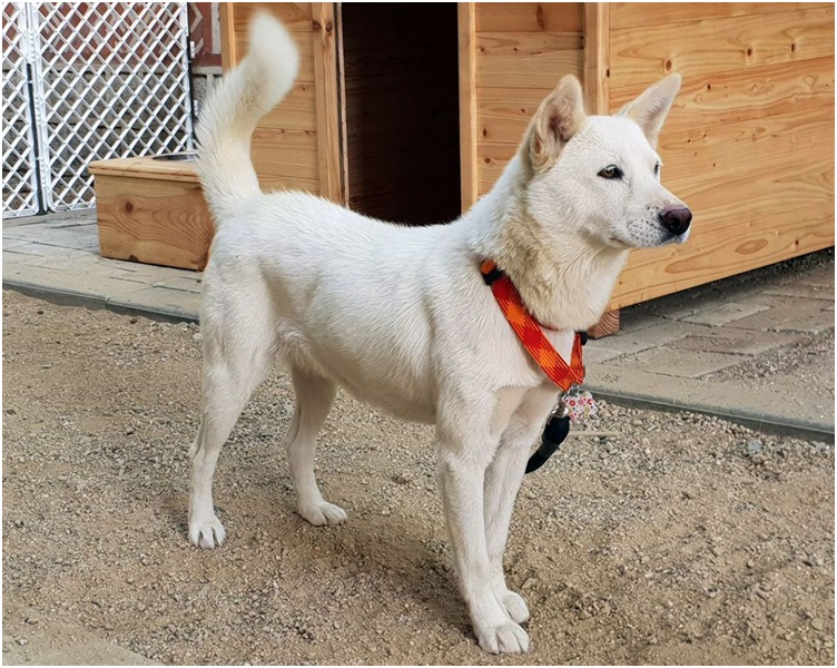 送予文在寅的其中一頭約一歲大雌性豐山犬。AP