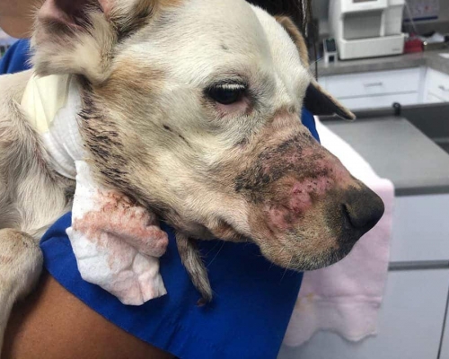 主人因沒能力帶小狗去看獸醫，於是自編自導自演假裝發現受傷小狗，騙取免費治療。 網圖
