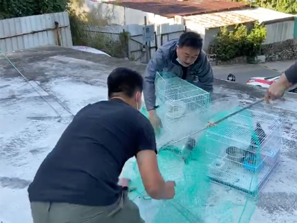 曾一度捕捉到白鸽。