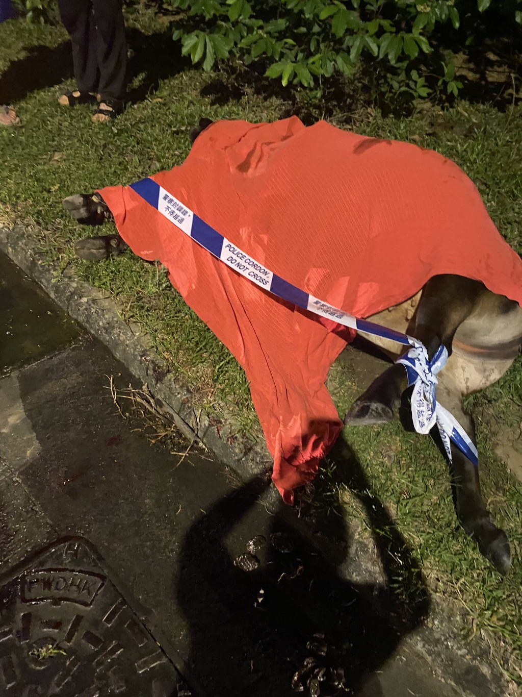一隻母牛昨日被的士撞斃。fb「香港牛物種保育協會 」圖片 一隻母牛昨日被的士撞斃。fb「香港牛物種保育協會 」圖片