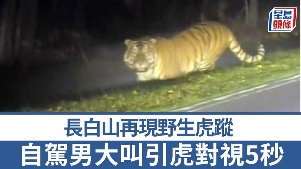 長白山再現野生虎蹤？自駕男大叫引虎對視5秒。