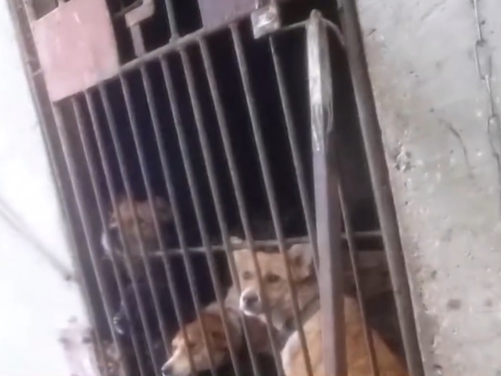 住户后院有十多只狗，等待被宰网上影片截图