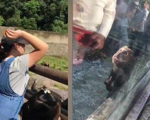 眾多遊客在欄杆上投擲食物餵狗熊，亦有遊客餵馬騮食辣條，小猴子辣得露出痛苦表情。（網圖）