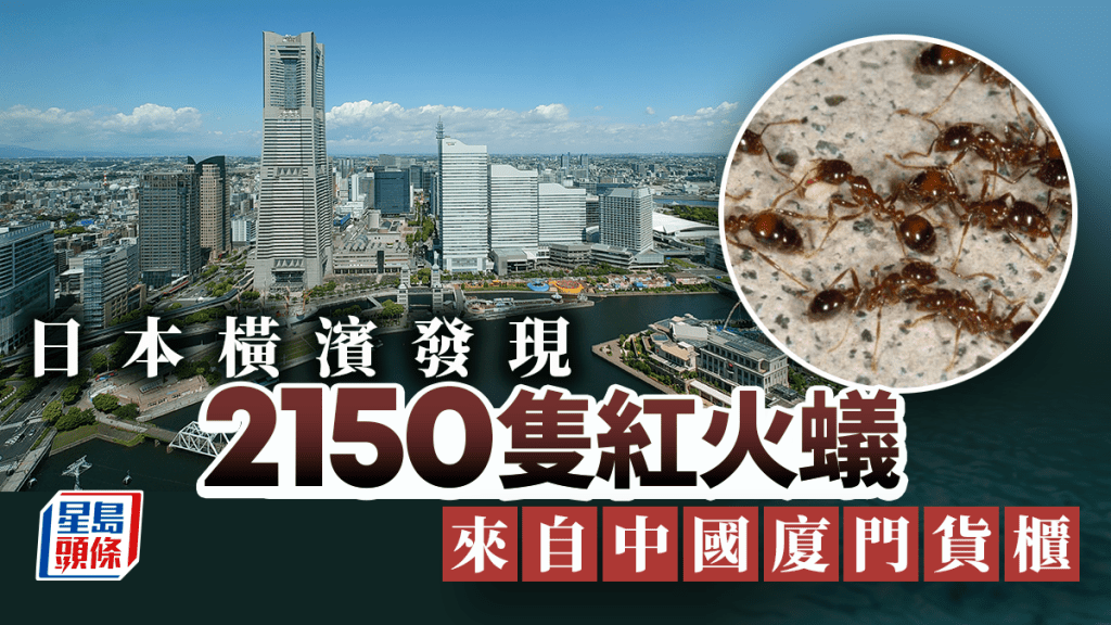 廈門港抵橫濱華貨櫃輪藏大量紅火蟻 日當局緊急滅殺2500隻