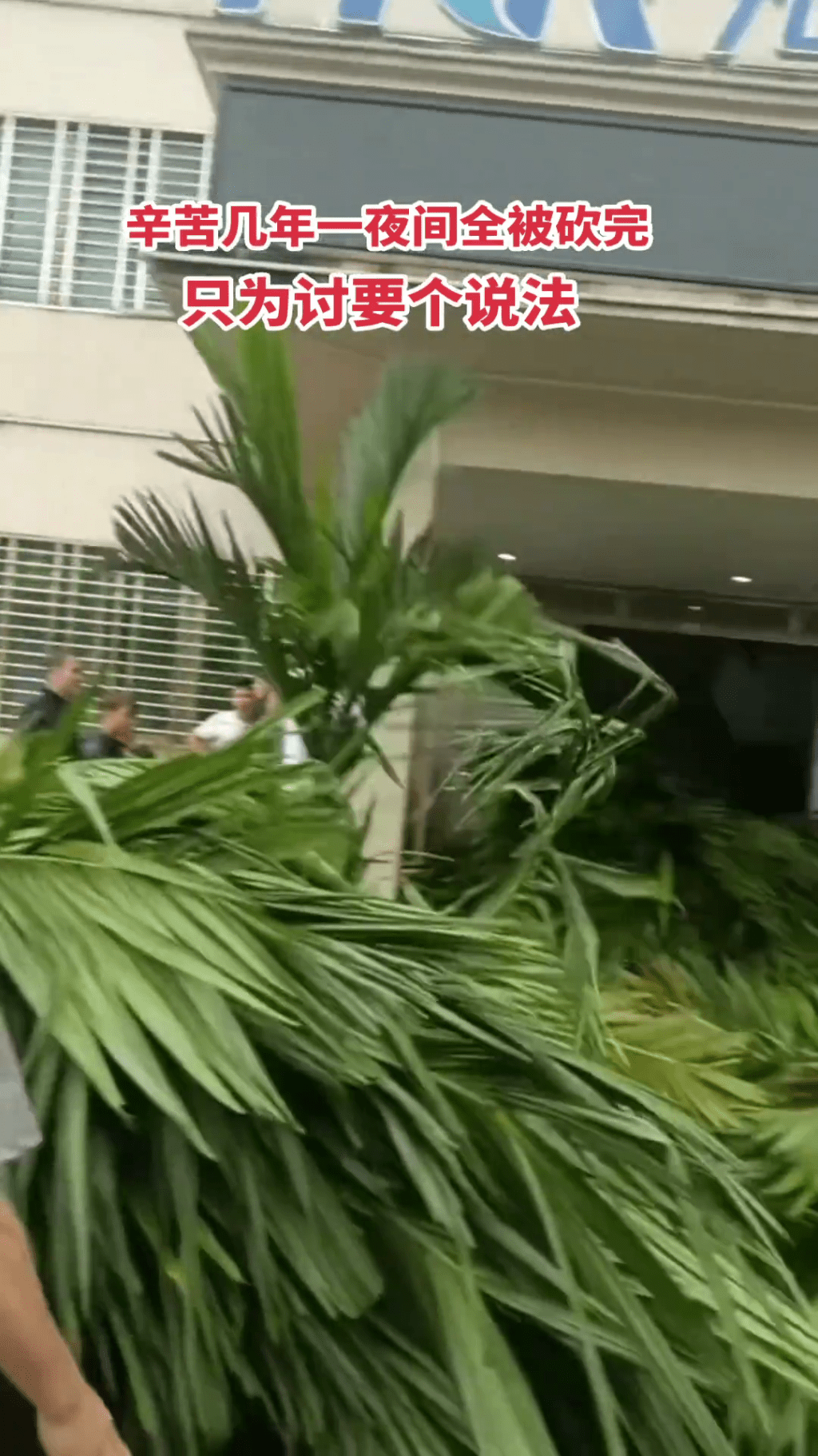 農民把被砍伐的檳榔樹堆到海膠集團公司大樓門口抗議。 農民把被砍伐的檳榔樹堆到海膠集團公司大樓門口抗議。