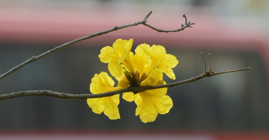 黃花風鈴木每年3至4月開花。圖片授權Helen Li